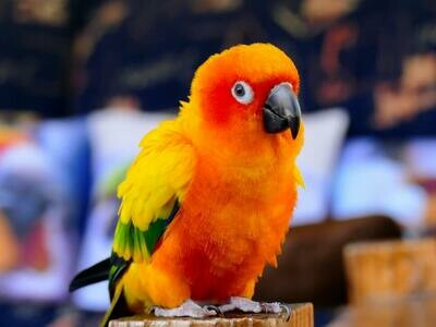 Conures For Sale