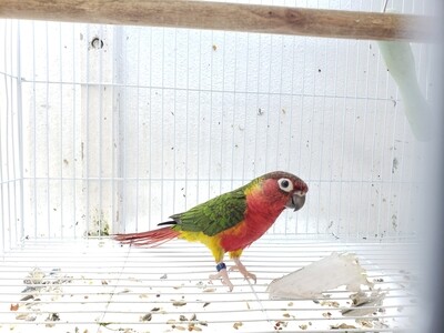 Yellow Sided Green Cheek Conure Female Yellow Sided Green Cheek Conure Female
