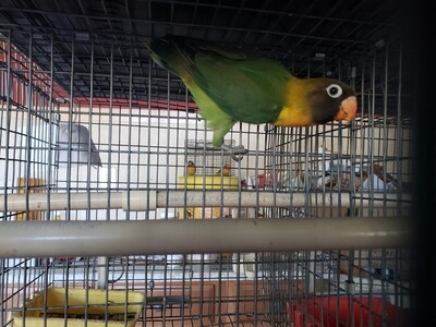 beautiful Black mask Lovebird