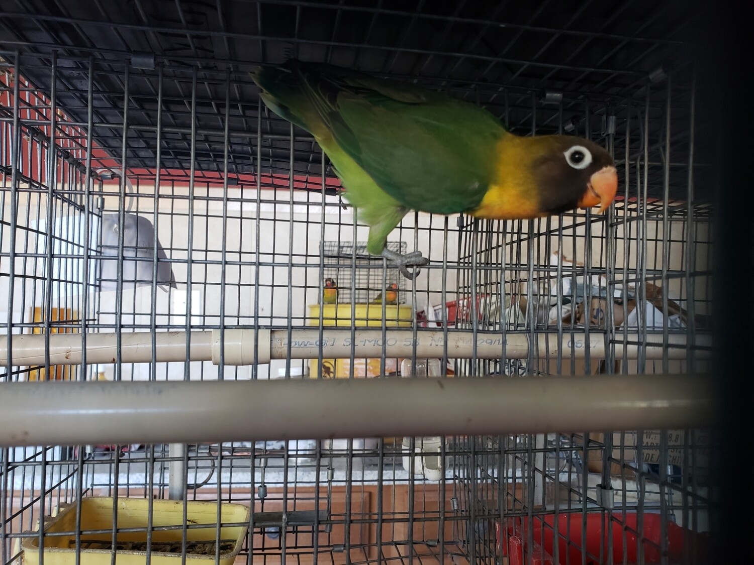 beautiful Black mask Lovebird