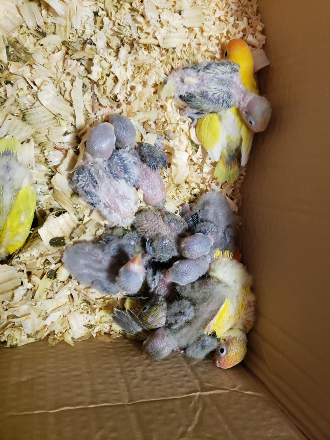 10 baby lovebirds unweaned
