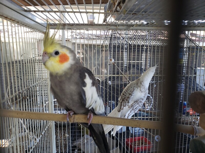 Gray male Cockatiel 