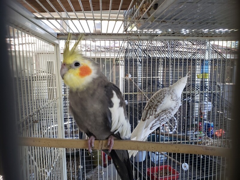 10 Gray Adult Cokatiels