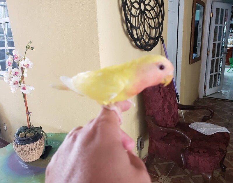 Lutino Peach Face Lovebirds handfed