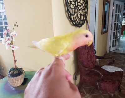 Lutino Peach Face Lovebirds handfed