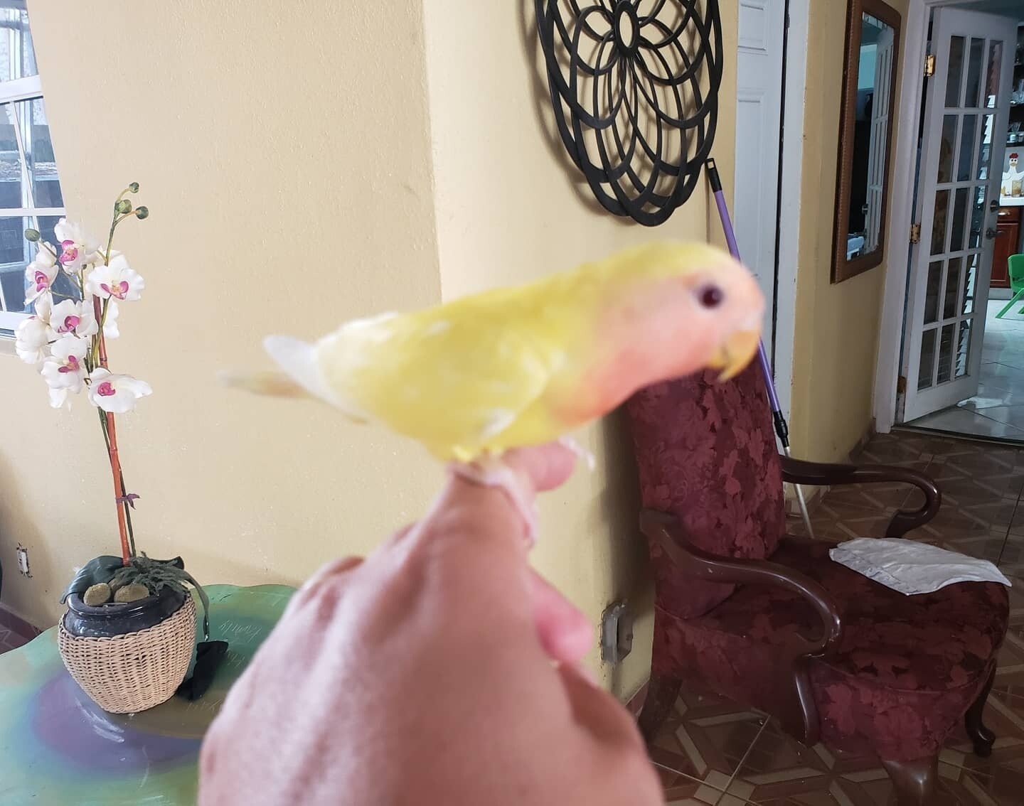 Lutino Peach Face Lovebirds handfed