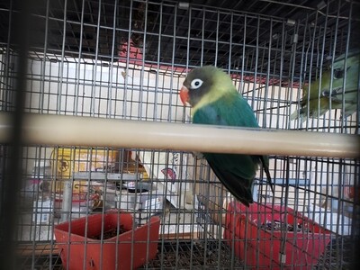 Black mask parblue lovebird