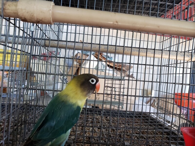Black mask parblue Lovebird
