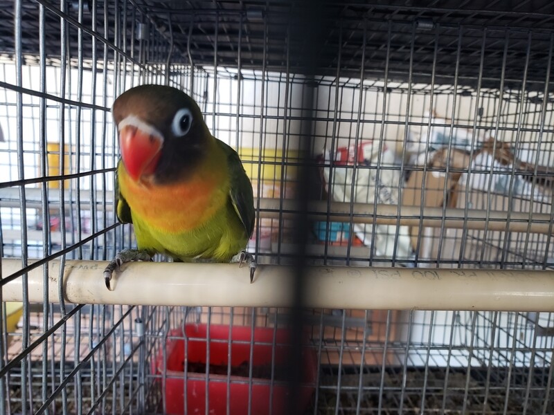 2 lovebird special Black mask &amp; Yellow Black Eyes.
