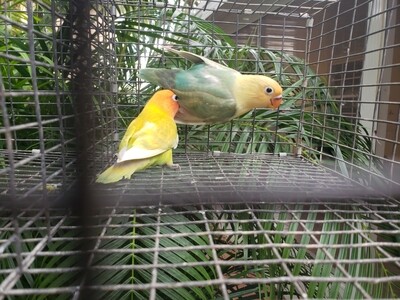 2 lovebirds Green Yellow Face and Pastel Orange Head