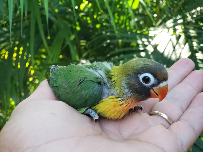 Green Black Mask Baby lovebird For sale