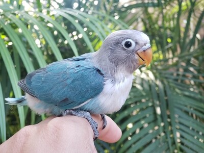 Blue fisher baby Lovebird for sale