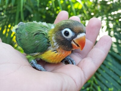 Green Black Mask Baby lovebird For sale