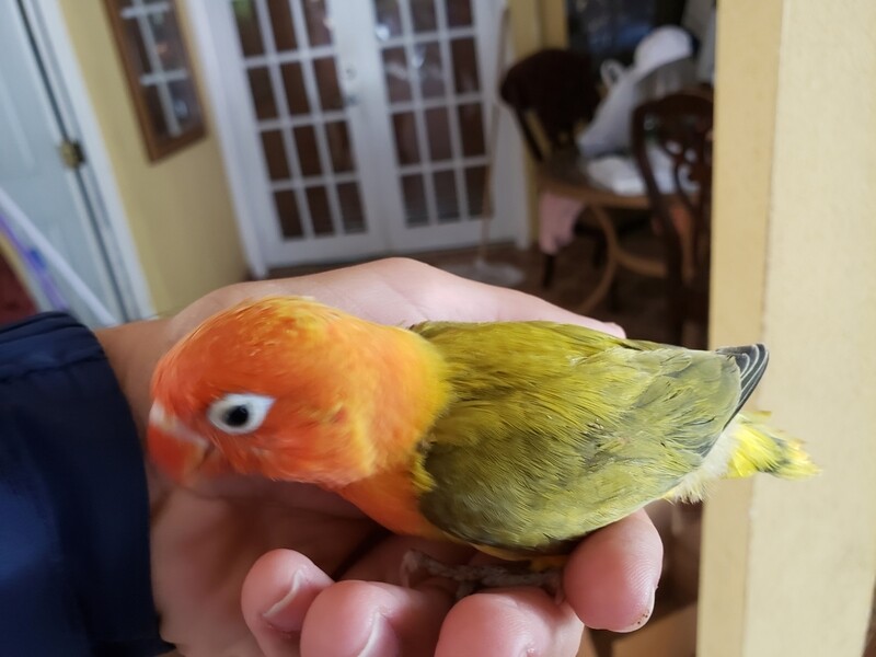 Baby Pale Euwing Lovebird