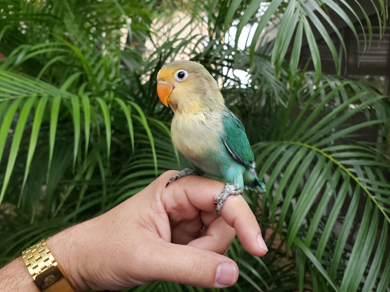 Yellow Face Lovebird