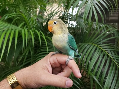 Yellow Face Lovebird