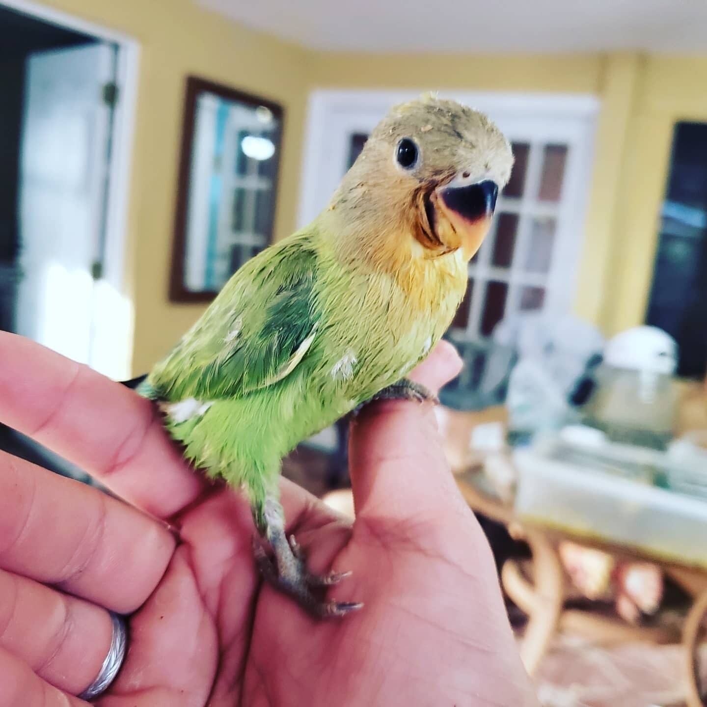 Baby green Peach Face Lovebird. 
