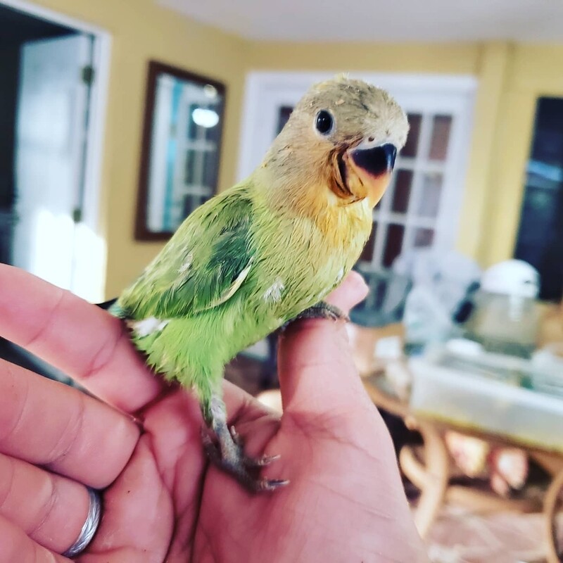 Baby green Peach Face Lovebird. 
