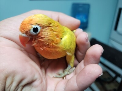 Baby yellow Pastel  Fisher