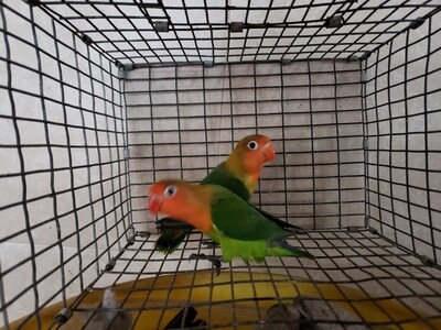 4 lovebirds special Green & Blue ( 2 males 2 females ) 4 lovebirds special Green & Blue ( 2 males 2 females )