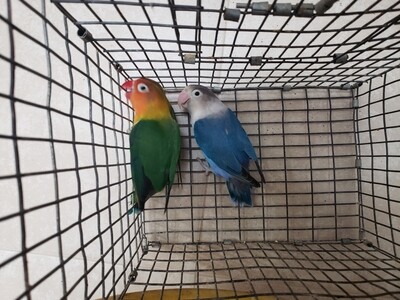 4 lovebirds special Green &amp; Blue ( 2 males 2 females )