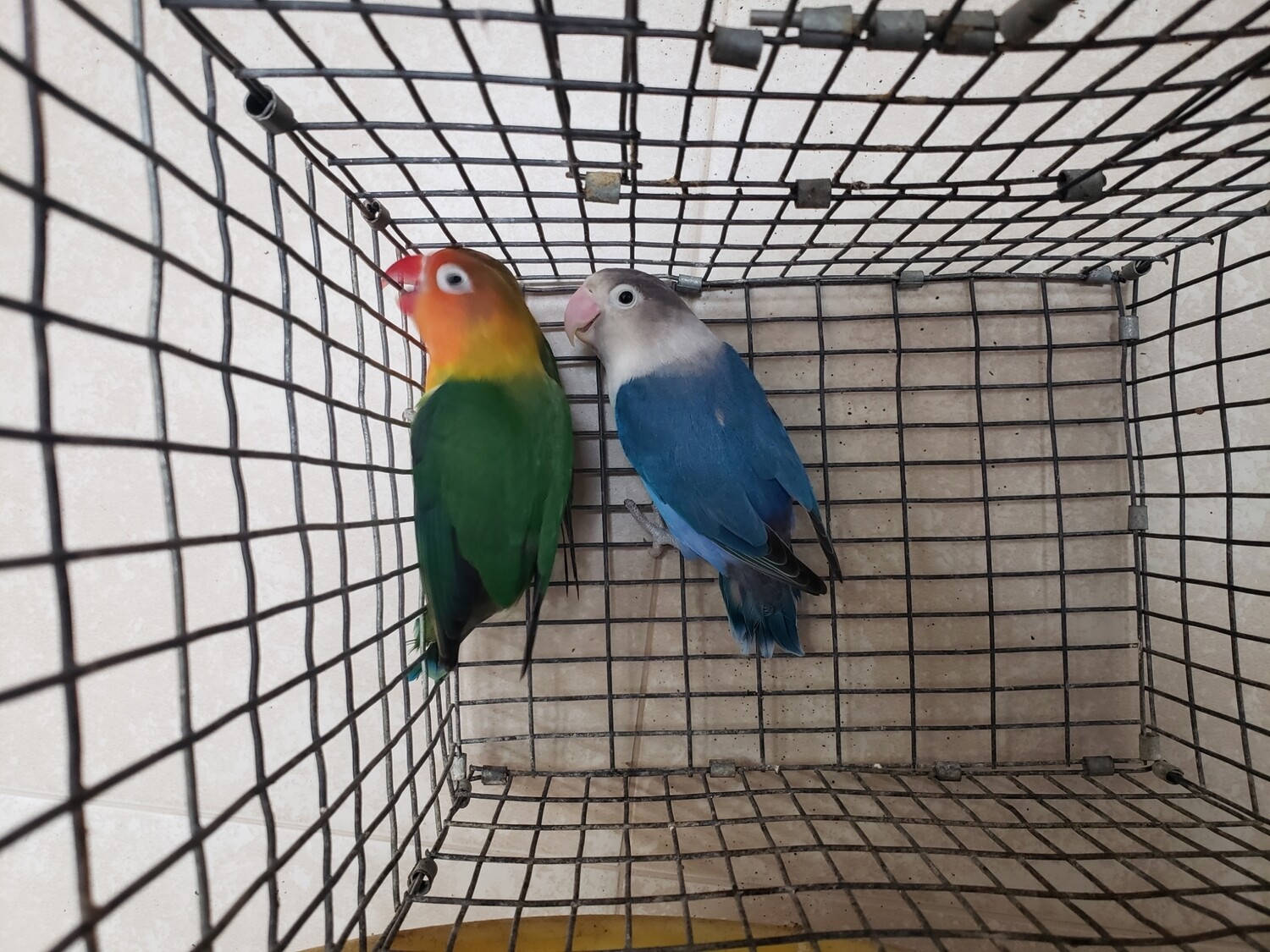 4 lovebirds special Green &amp; Blue ( 2 males 2 females )