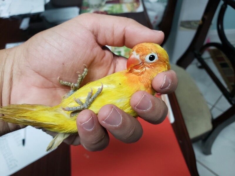 Baby yellow Pastel  Fisher