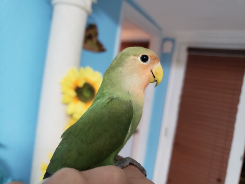 Green peach face Baby lovebird Green peach face Baby lovebird