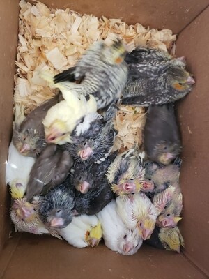 10 baby Cockatiels Unweaned Mix Colors