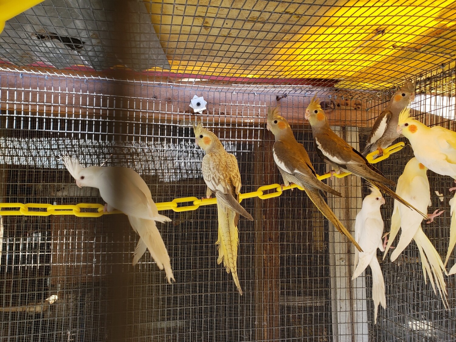 10 adult cokatiels &amp; 10 adult lovebirds ( mix colors )
