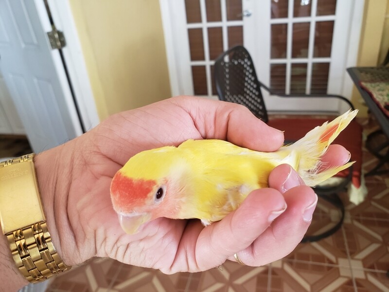 Lutino peach face  Lovebird