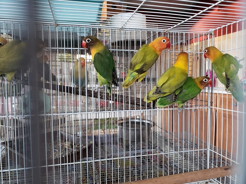 20 adult lovebirds For Sale mix colors