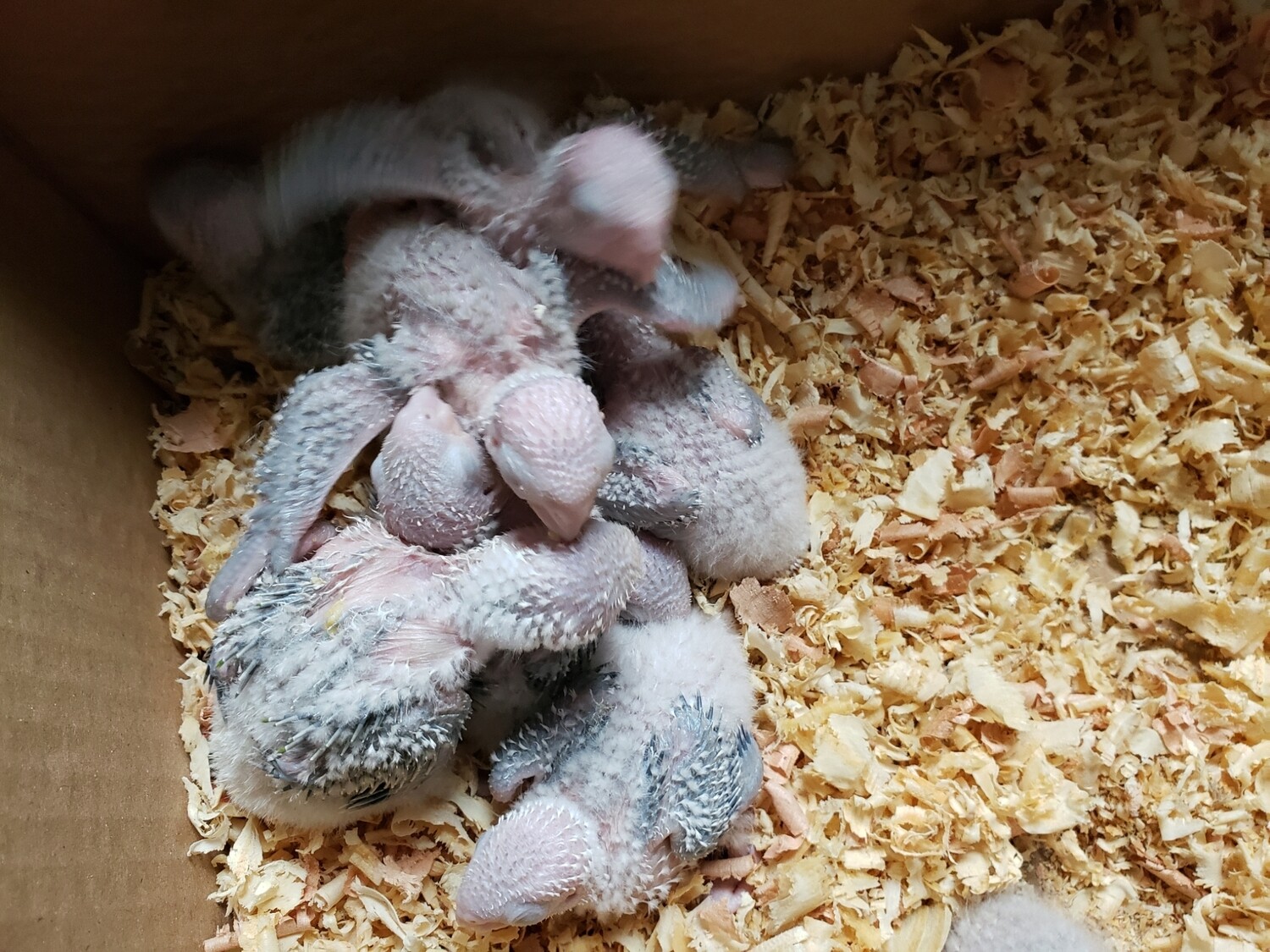 10 Green Cheeks Conures Unweaned