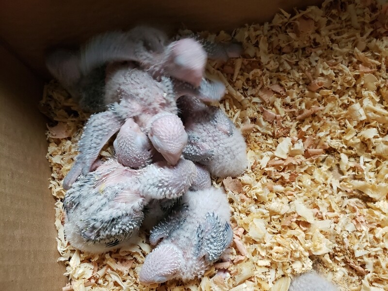 10 Green Cheeks Conures Unweaned