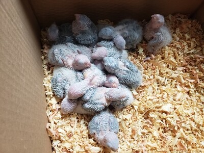 2 Baby Macaws-10 Baby Green Cheeks-20 Baby Lovebirds ( all unweaned )