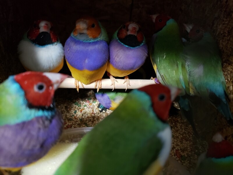10 Lady Gouldian's Mix colors of Green Backs