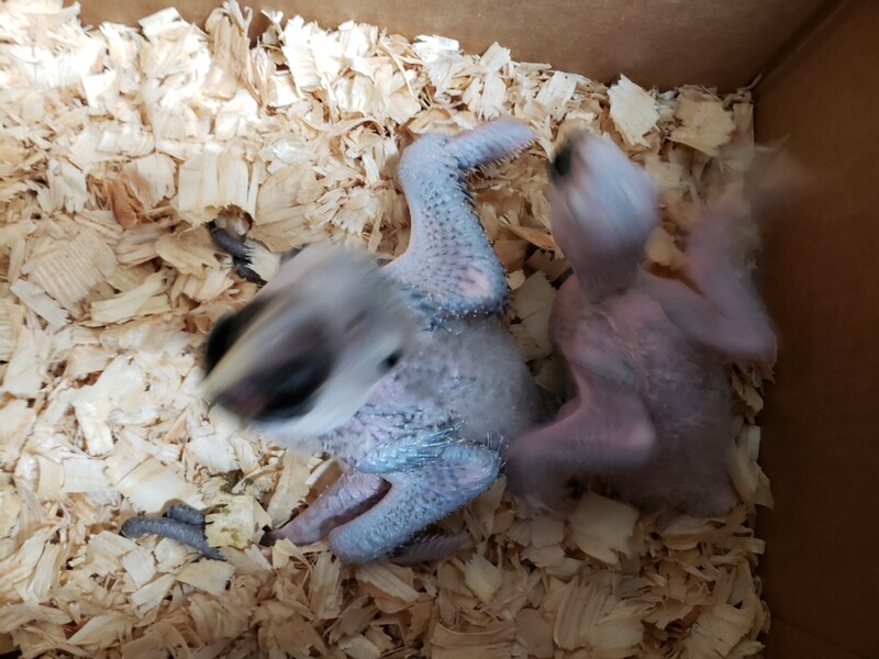 blue and gold Macaw Baby Handfed