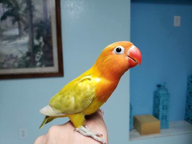 Baby  Pastel  Lovebird