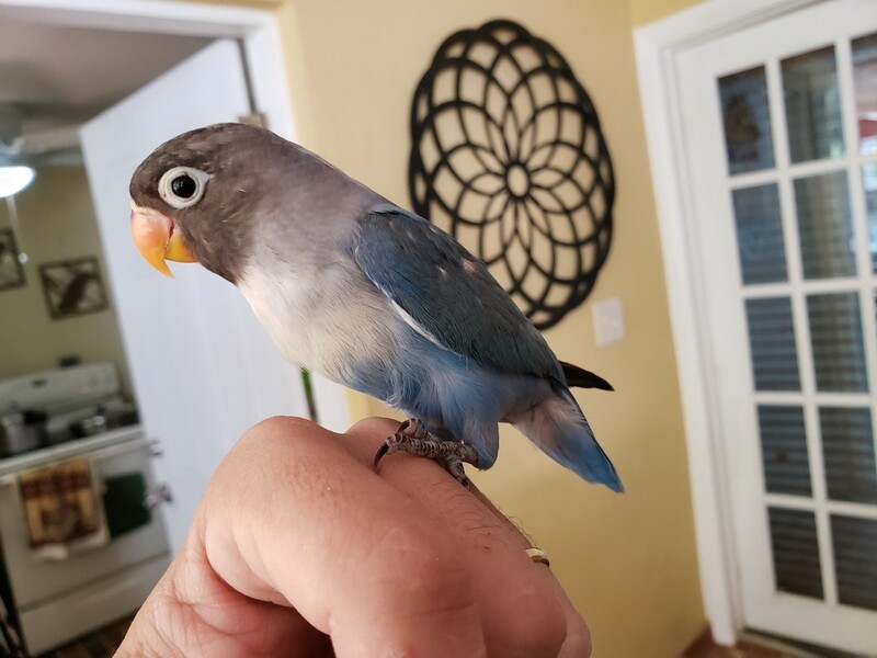 Blue Black mask  Handfed Lovebird for PRE-ORDER