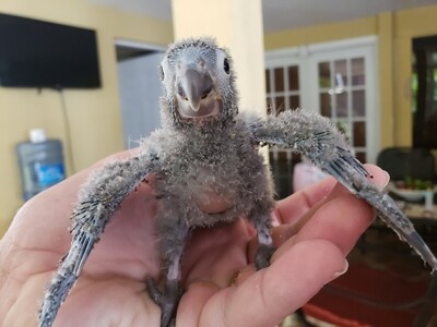 30 baby Unwesned Green Cheek Conures Mix 30 baby Unwesned Green Cheek Conures Mix