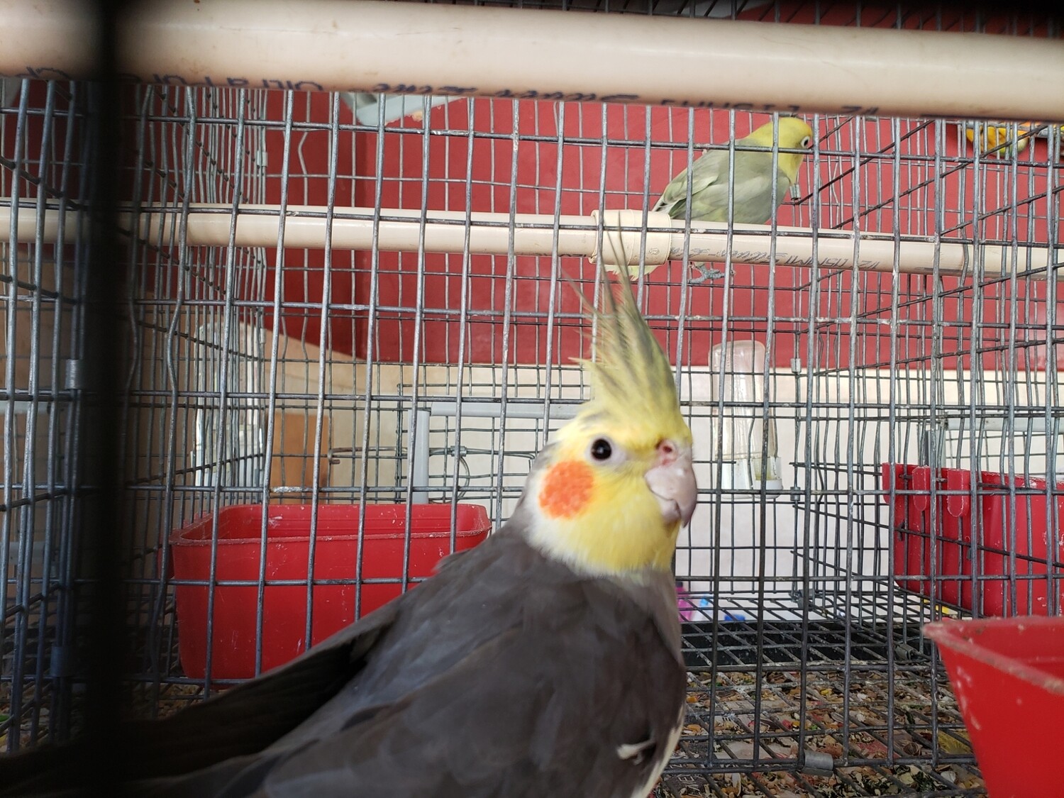 Gray white yellow Arlequin head Male cokatiel ( cage #18 )