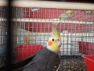 Gray white yellow Arlequin head Male cokatiel ( cage #18 ) Gray white yellow Arlequin head Male cokatiel ( cage #18 )