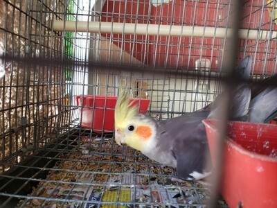 Gray Adult Cokatiel Male ( Cage #17 ) Gray Adult Cokatiel Male ( Cage #17 )