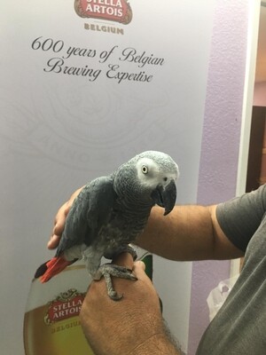 Congo African Gray - Free Shipping