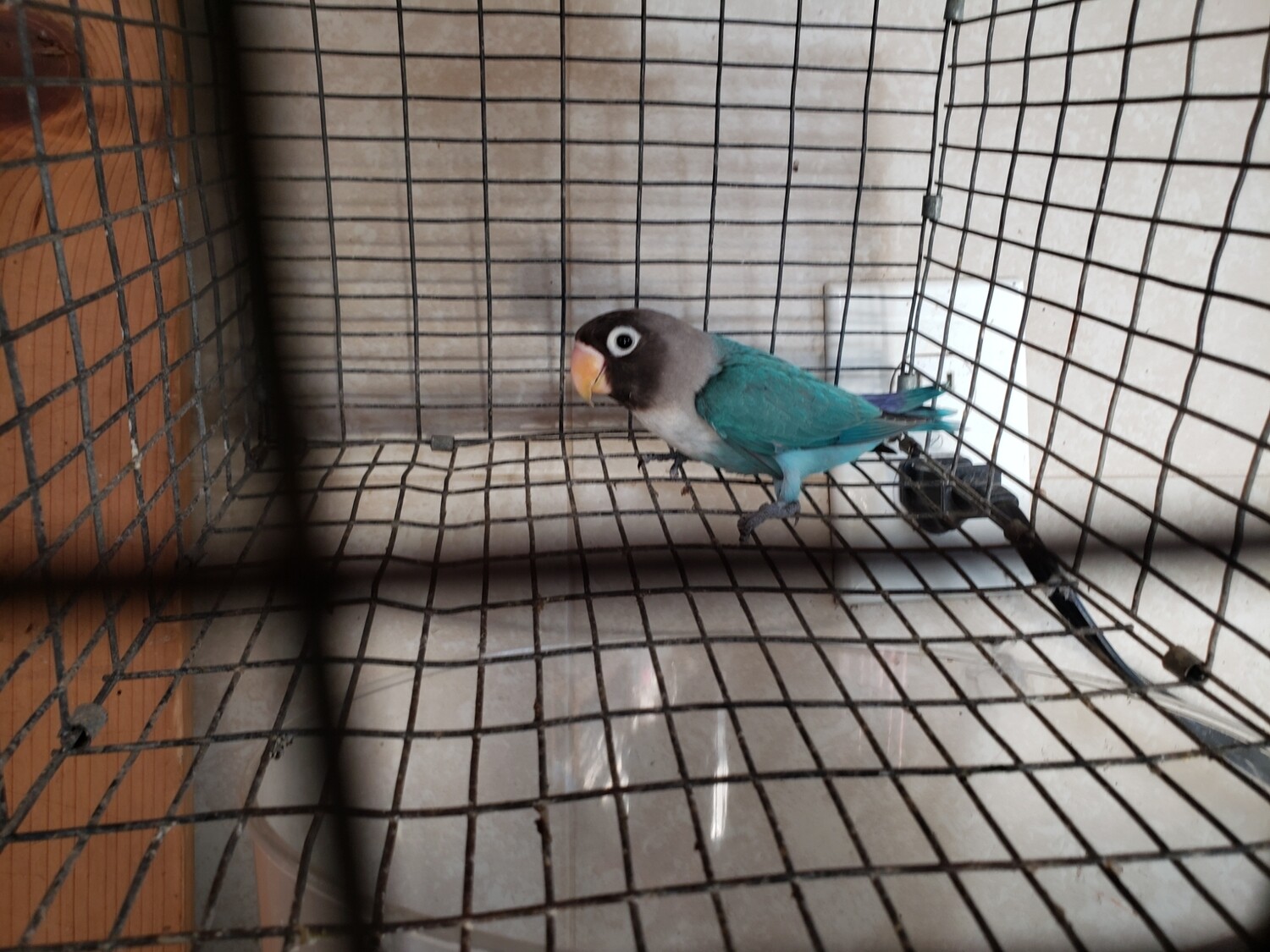Blue Black mask  Lovebird Male