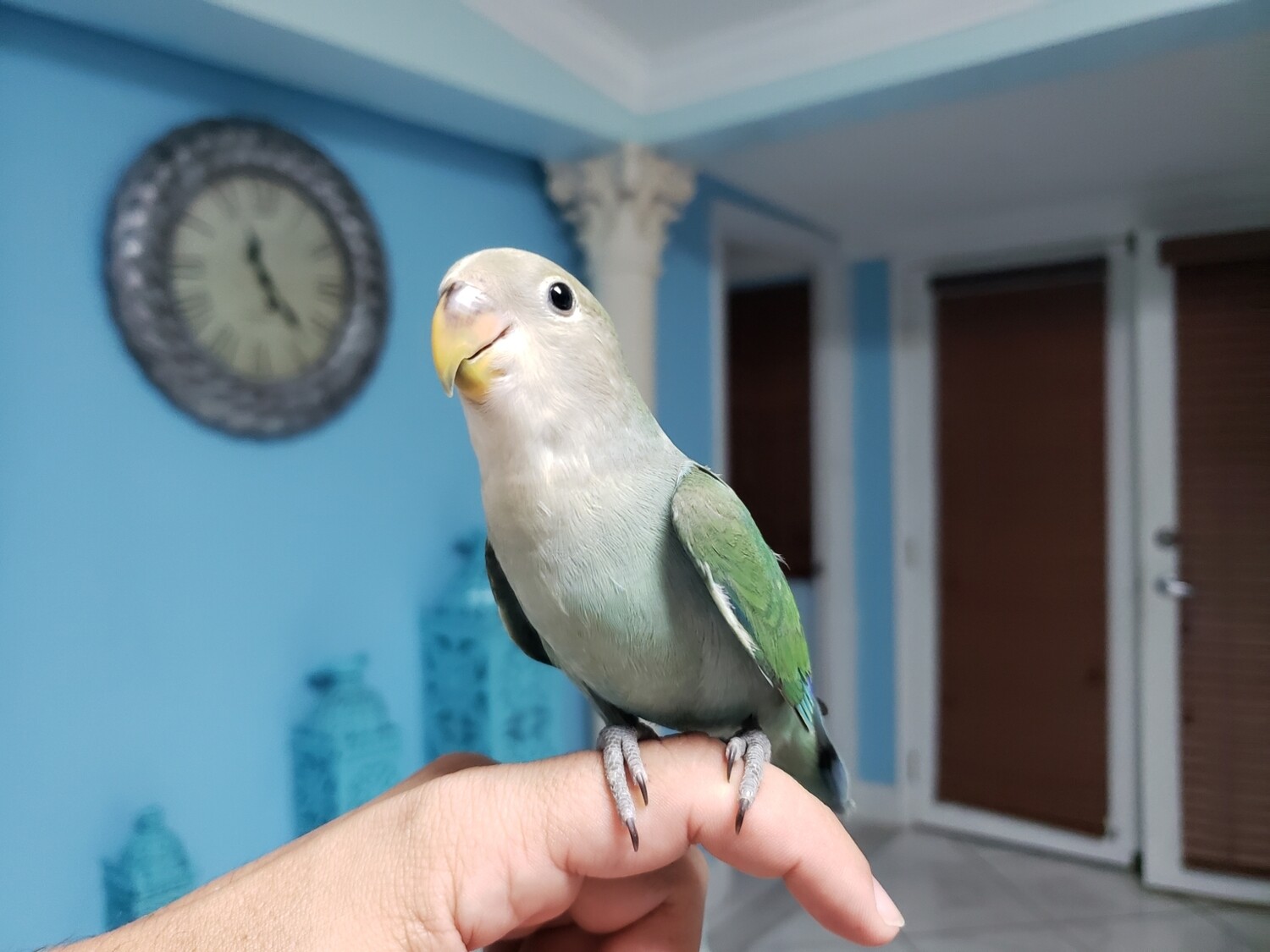 Peach face lovebird For Sale
