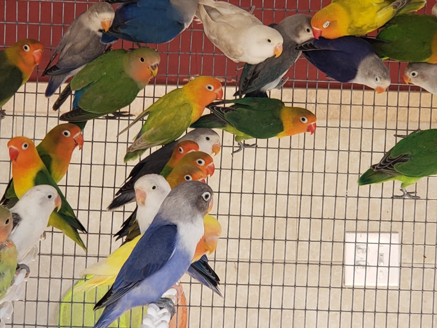 20 Lovebirds mix colors for sale