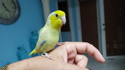 Parrotlets