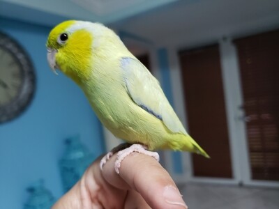 Baby Yellow Parrotlet ( Ready To Go ) Baby Yellow Parrotlet ( Ready To Go )