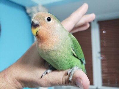 Green Peach Face Lovebird For Sale